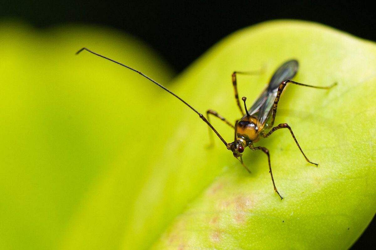 Helopeltis Theivora muoi tra